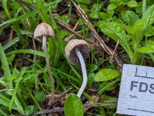  ( - FDS-CA-01428)  @11 [ ] by-nc (2024) Stu Pickell Fungal Diversity Survey