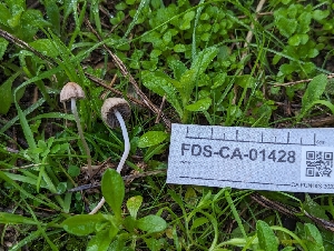  ( - FDS-CA-01428)  @11 [ ] by-nc (2024) Stu Pickell Fungal Diversity Survey
