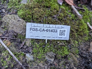  ( - FDS-CA-01433)  @11 [ ] by-nc (2024) Stu Pickell Fungal Diversity Survey