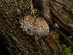  (Fomitiporia - FDS-CA-01424)  @11 [ ] by-nc (2024) Stu Pickell Fungal Diversity Survey