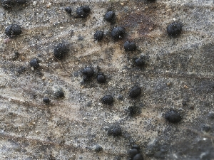  (Stachybotryaceae - FDS-CA-01425)  @11 [ ] by-nc (2024) Stu Pickell Fungal Diversity Survey