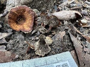  ( - FDS-CA-01016)  @11 [ ] by-nc (2024) Bat Vardeh Fungal Diversity Survey