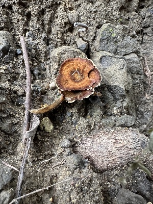  ( - FDS-CA-01016)  @11 [ ] by-nc (2024) Bat Vardeh Fungal Diversity Survey