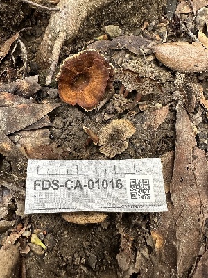  ( - FDS-CA-01016)  @11 [ ] by-nc (2024) Bat Vardeh Fungal Diversity Survey