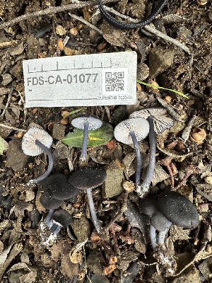  ( - FDS-CA-01077)  @11 [ ] by-nc (2024) Bat Vardeh Fungal Diversity Survey