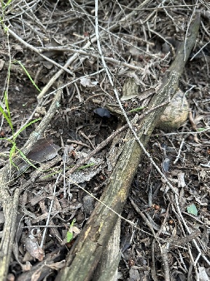  ( - FDS-CA-01077)  @11 [ ] by-nc (2024) Bat Vardeh Fungal Diversity Survey