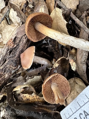  (Cortinarius sp. CA23 - FDS-CA-01013)  @11 [ ] by-nc (2024) Bat Vardeh Fungal Diversity Survey