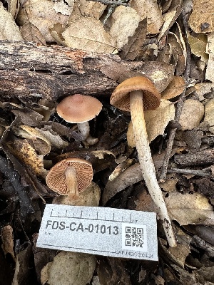  ( - FDS-CA-01013)  @11 [ ] by-nc (2024) Bat Vardeh Fungal Diversity Survey