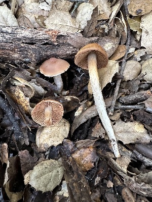  ( - FDS-CA-01013)  @11 [ ] by-nc (2024) Bat Vardeh Fungal Diversity Survey