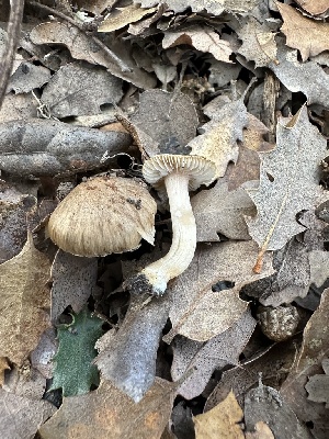  ( - FDS-CA-01086)  @11 [ ] by-nc (2024) Bat Vardeh Fungal Diversity Survey
