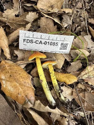  (Hygrocybe sp. singeri-CA04 - FDS-CA-01085)  @11 [ ] by-nc (2024) Bat Vardeh Fungal Diversity Survey
