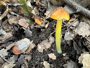  ( - FDS-CA-01085)  @11 [ ] by-nc (2024) Bat Vardeh Fungal Diversity Survey