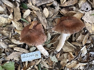  ( - FDS-CA-01079)  @11 [ ] by-nc (2024) Bat Vardeh Fungal Diversity Survey