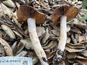  ( - FDS-CA-01079)  @11 [ ] by-nc (2024) Bat Vardeh Fungal Diversity Survey
