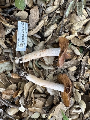  ( - FDS-CA-01079)  @11 [ ] by-nc (2024) Bat Vardeh Fungal Diversity Survey