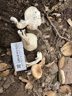  ( - FDS-CA-01081)  @11 [ ] by-nc (2024) Bat Vardeh Fungal Diversity Survey