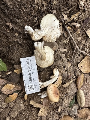  ( - FDS-CA-01081)  @11 [ ] by-nc (2024) Bat Vardeh Fungal Diversity Survey