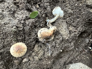  ( - FDS-CA-01081)  @11 [ ] by-nc (2024) Bat Vardeh Fungal Diversity Survey