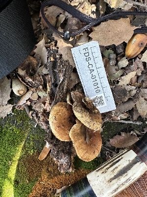  ( - FDS-CA-01010)  @11 [ ] by-nc (2024) Bat Vardeh Fungal Diversity Survey