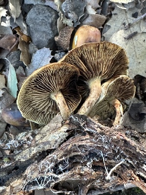  ( - FDS-CA-01010)  @11 [ ] by-nc (2024) Bat Vardeh Fungal Diversity Survey