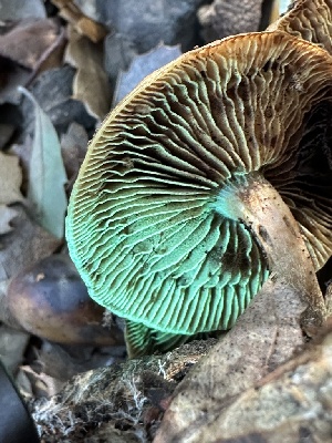  ( - FDS-CA-01010)  @11 [ ] by-nc (2024) Bat Vardeh Fungal Diversity Survey