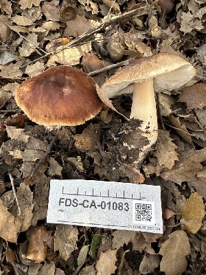  ( - FDS-CA-01083)  @11 [ ] by-nc (2024) Bat Vardeh Fungal Diversity Survey