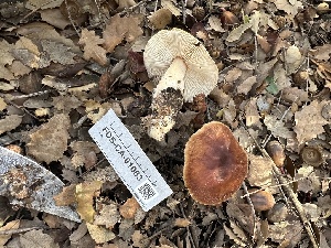  ( - FDS-CA-01083)  @11 [ ] by-nc (2024) Bat Vardeh Fungal Diversity Survey