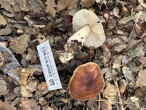  ( - FDS-CA-01083)  @11 [ ] by-nc (2024) Bat Vardeh Fungal Diversity Survey