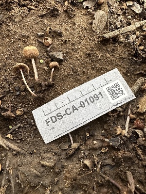  ( - FDS-CA-01091)  @11 [ ] by-nc (2024) Bat Vardeh Fungal Diversity Survey