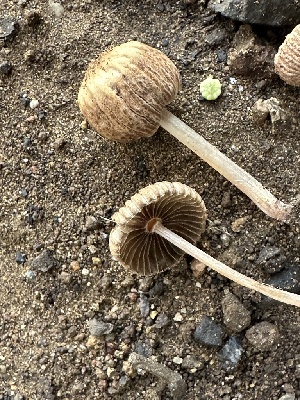  ( - FDS-CA-01091)  @11 [ ] by-nc (2024) Bat Vardeh Fungal Diversity Survey