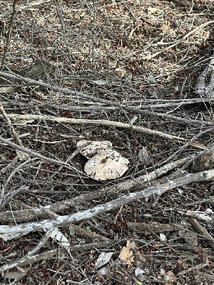  ( - FDS-CA-01093)  @11 [ ] by-nc (2024) Bat Vardeh Fungal Diversity Survey