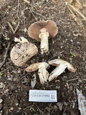  ( - FDS-CA-01093)  @11 [ ] by-nc (2024) Bat Vardeh Fungal Diversity Survey