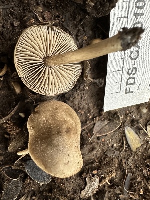  ( - FDS-CA-01094)  @11 [ ] by-nc (2024) Bat Vardeh Fungal Diversity Survey