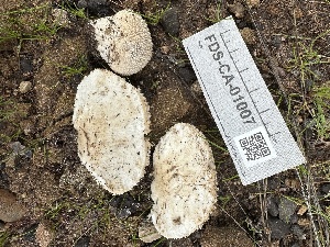  ( - FDS-CA-01007)  @11 [ ] by-nc (2024) Bat Vardeh Fungal Diversity Survey