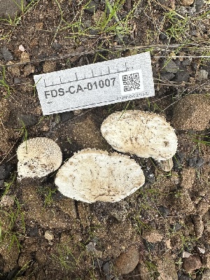  ( - FDS-CA-01007)  @11 [ ] by-nc (2024) Bat Vardeh Fungal Diversity Survey