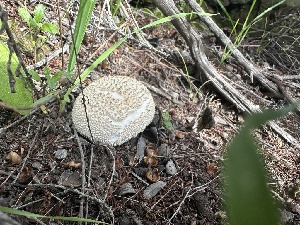  (Lycoperdon sp. CA03 - FDS-CA-01007)  @11 [ ] by-nc (2024) Bat Vardeh Fungal Diversity Survey
