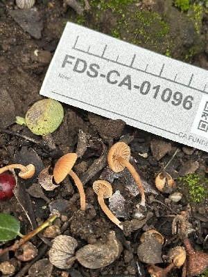  ( - FDS-CA-01096)  @11 [ ] by-nc (2024) Bat Vardeh Fungal Diversity Survey