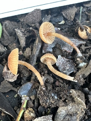  ( - FDS-CA-01096)  @11 [ ] by-nc (2024) Bat Vardeh Fungal Diversity Survey