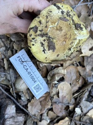  (Tricholoma yatesii - FDS-CA-01004)  @11 [ ] by-nc (2024) Bat Vardeh Fungal Diversity Survey