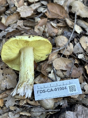  ( - FDS-CA-01004)  @11 [ ] by-nc (2024) Bat Vardeh Fungal Diversity Survey