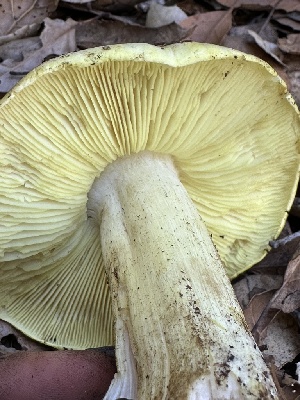  ( - FDS-CA-01004)  @11 [ ] by-nc (2024) Bat Vardeh Fungal Diversity Survey