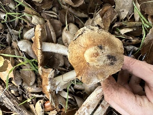  ( - FDS-CA-01001)  @11 [ ] by-nc (2024) Bat Vardeh Fungal Diversity Survey