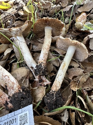  ( - FDS-CA-01001)  @11 [ ] by-nc (2024) Bat Vardeh Fungal Diversity Survey