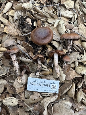  ( - FDS-CA-01098)  @11 [ ] by-nc (2024) Bat Vardeh Fungal Diversity Survey