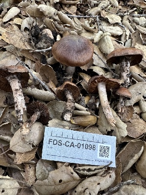  ( - FDS-CA-01098)  @11 [ ] by-nc (2024) Bat Vardeh Fungal Diversity Survey