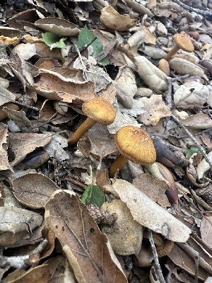  ( - FDS-CA-01099)  @11 [ ] by-nc (2024) Bat Vardeh Fungal Diversity Survey
