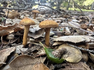  ( - FDS-CA-01099)  @11 [ ] by-nc (2024) Bat Vardeh Fungal Diversity Survey