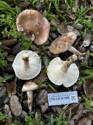  ( - FDS-CA-01990)  @11 [ ] by-nc (2024) Aaron Tupac Fungal Diversity Survey