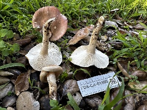  ( - FDS-CA-01990)  @11 [ ] by-nc (2024) Aaron Tupac Fungal Diversity Survey