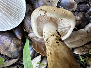  ( - FDS-CA-01990)  @11 [ ] by-nc (2024) Aaron Tupac Fungal Diversity Survey
